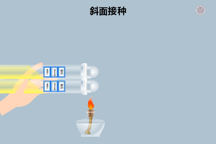 大學(xué)生物課程-2